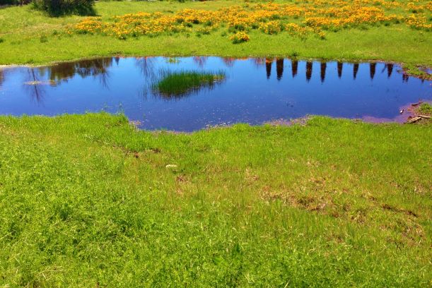 Wetland at Feist Park (4)