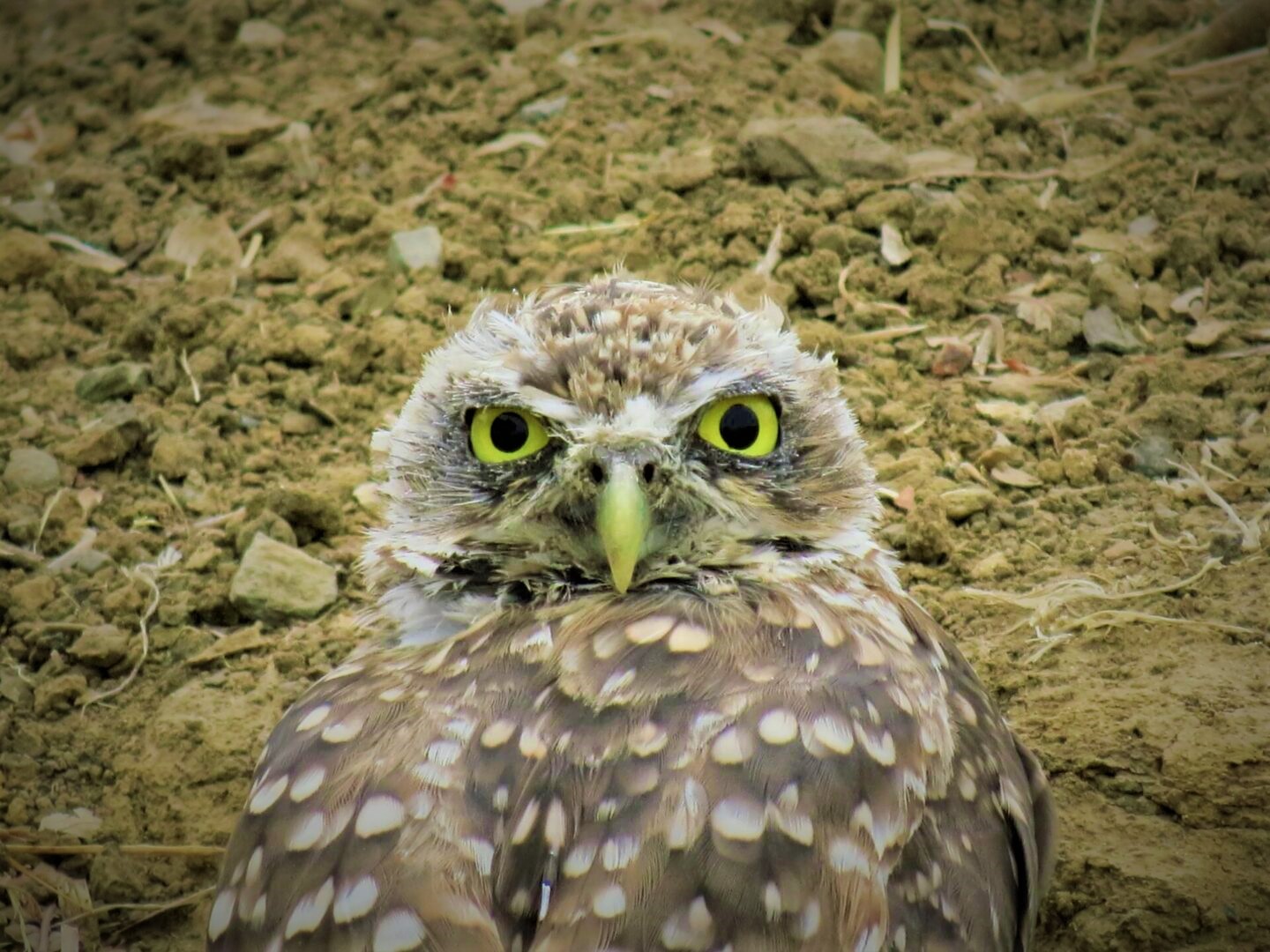 owlphoto
